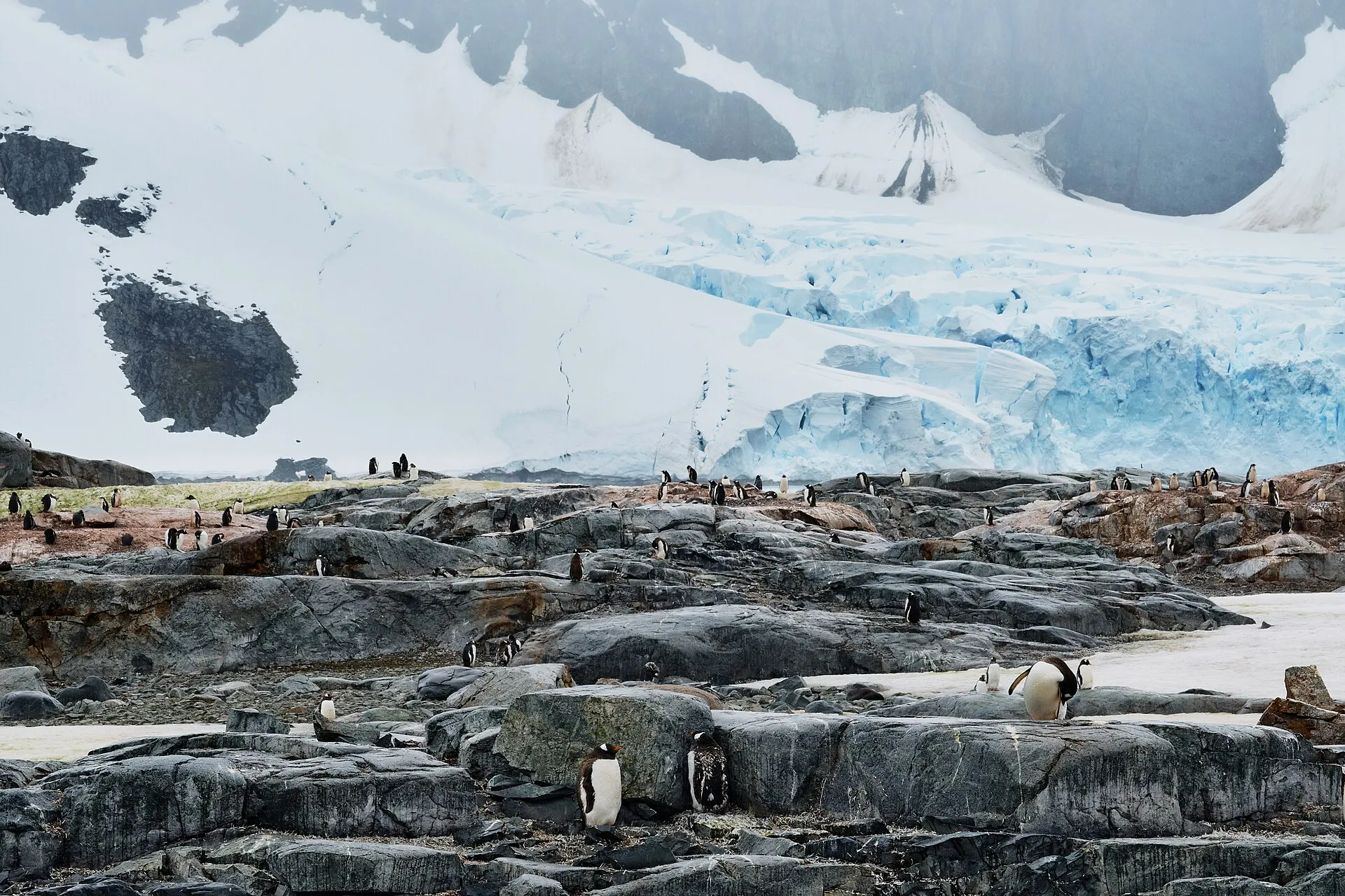 Lots of penguins standing on rocky ground in Antarctica, with a huge icy glacier and snowy mountains behind them.